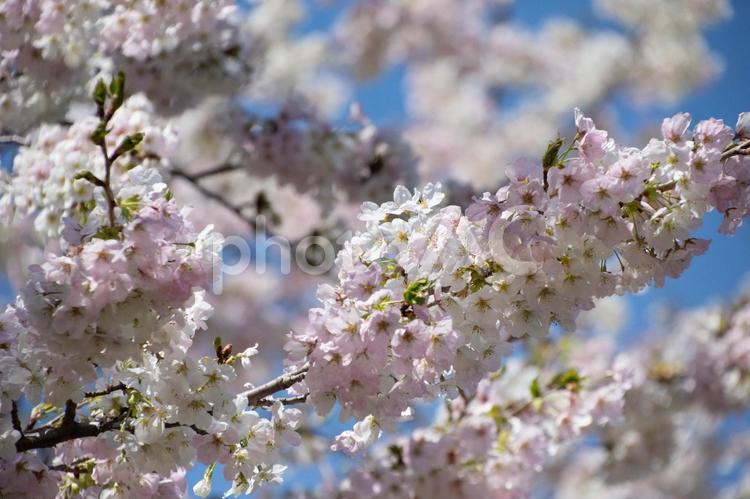 桜の枝 ピンク,桜,花の写真素材