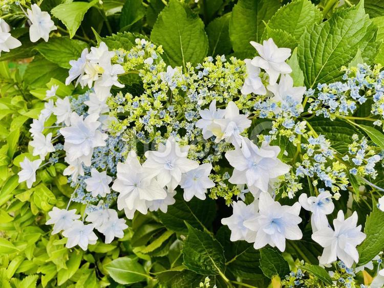 満開のアジサイのアップ アジサイ,花,6月の写真素材