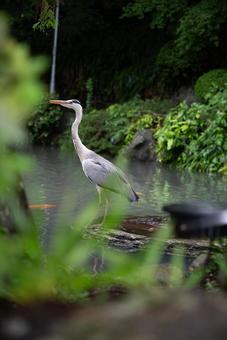 池に佇むアオサギ サギ,アオサギ,鳥の写真素材