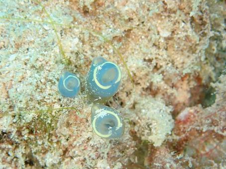 ワモンツツボヤ ワモンツツボヤ,ホヤ,海の生き物の写真素材