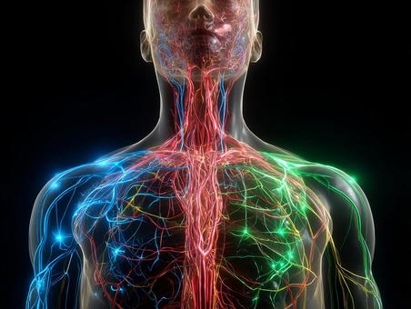 科学的な人体の内部構造の表現 科学的な人体の内部構造の表現の写真