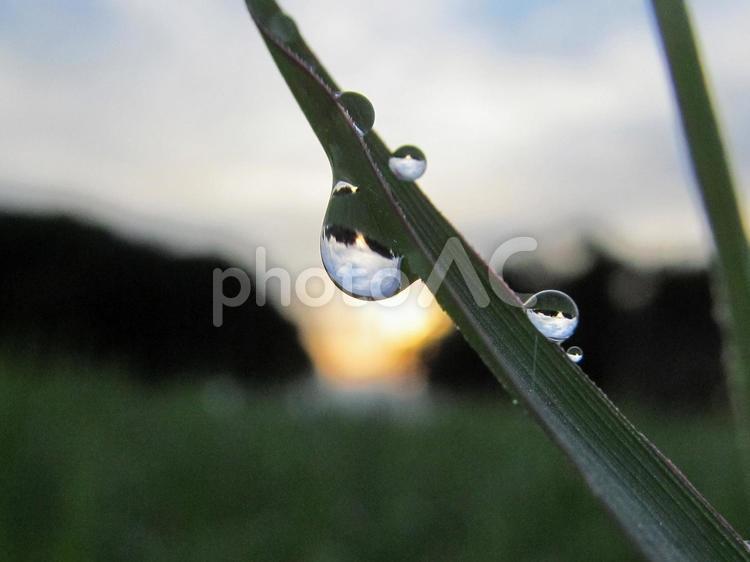 水滴と緑の葉と朝日Water drops 水滴,すいてき,waterの写真素材