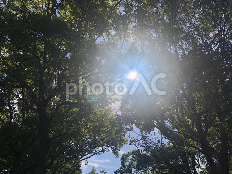 木漏れ日 木漏れ日,木,太陽の写真素材
