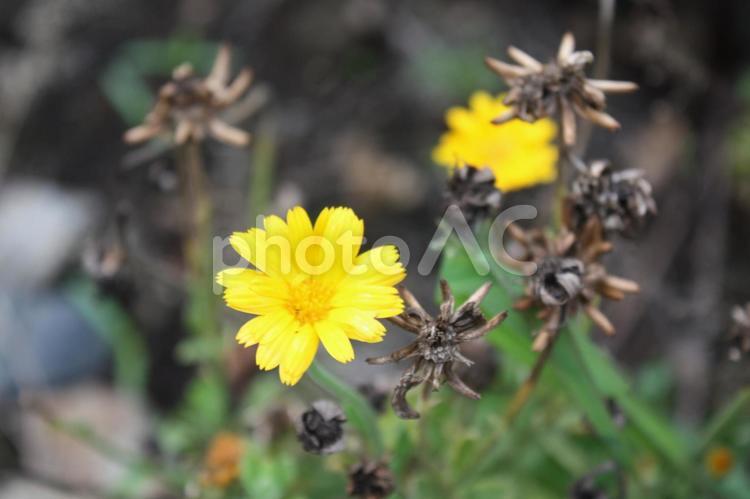 黄色い花と枯れた花 黄色い花,庭,花壇の写真素材