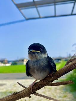 Photo, stag beetle, swallow, wild bird, 