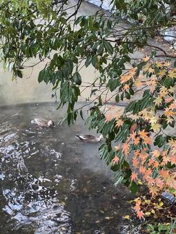 カモともみじ カモ,もみじ,鳥の写真素材