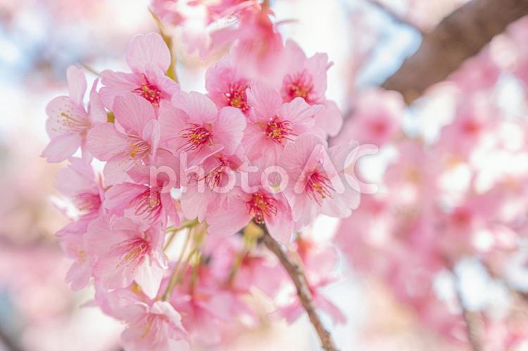 ふんわりとした鮮やかな桜(その１０) 桜,春,さくらの写真素材