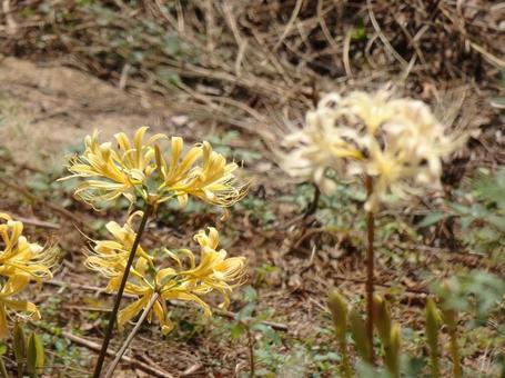 [Photo of cluster amaryllis] Scenery of cluster amaryllis blooming, JPG