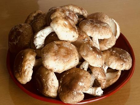 Basket of Shiitake Mushrooms, JPG Basket of Shiitake Mushrooms, JPG