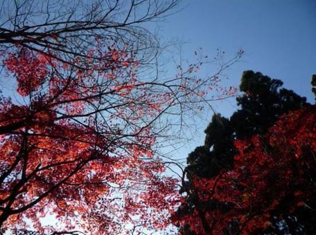 紅葉 もみじ 紅葉 もみじの写真