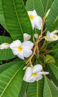 プルメリア 1 プルメリア 1 プルメリア,白,花の写真素材