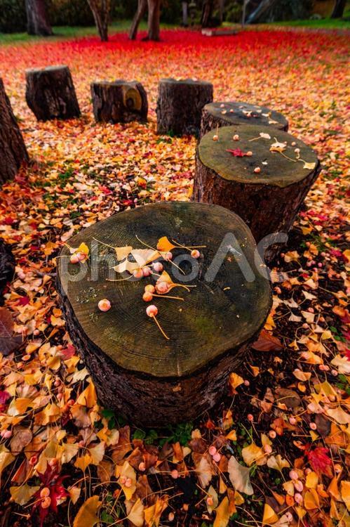 落ち葉の絨毯 秋,晩秋,紅葉の写真素材