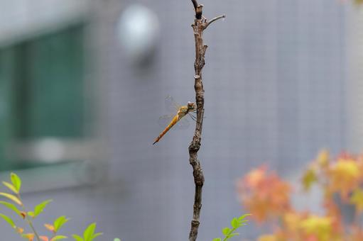 静寂のトンボ 静寂のトンボの写真