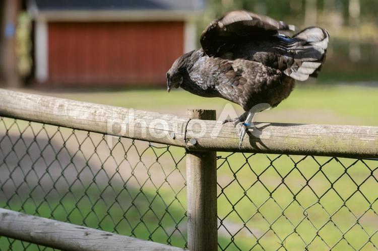 柵の上で羽ばたく黒い鶏 鶏,鳥,家禽の写真素材