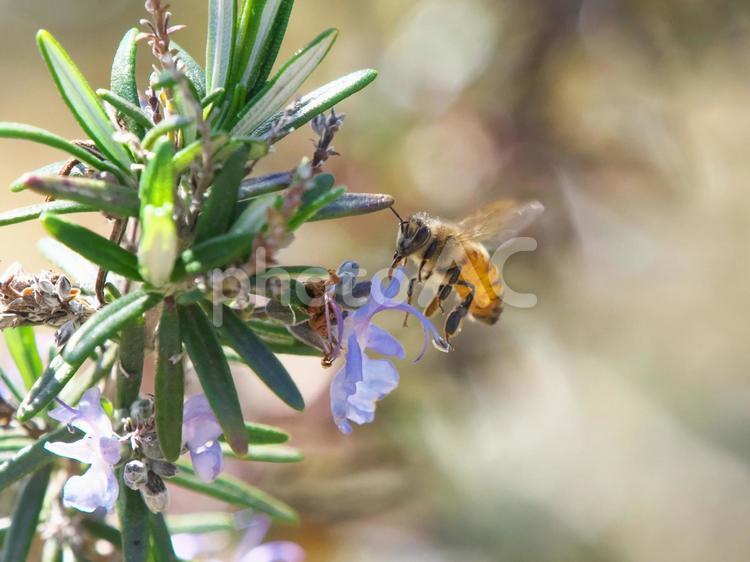 ローズマリーの花とミツバチの飛翔③ ローズマリー,ハーブ,蜜蜂の写真素材