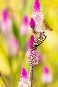 アカタテハ⒁ アカタテハ⒁の写真