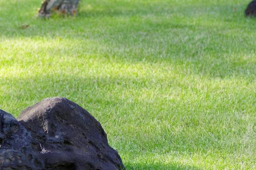 小石川後楽園の芝生 小石川後楽園の芝生の写真