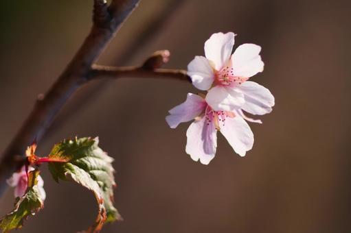 冬桜のアップ 冬桜,桜,花の写真素材