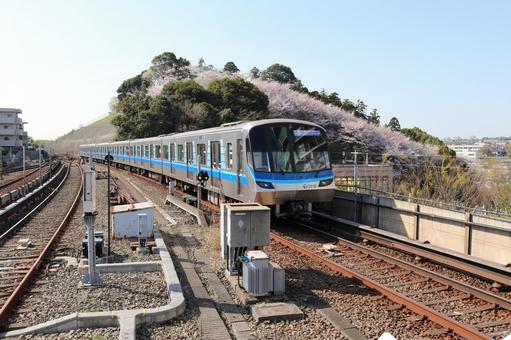満開の桜とブルーライン 満開の桜とブルーライン 鉄道,乗り物,駅の写真素材
