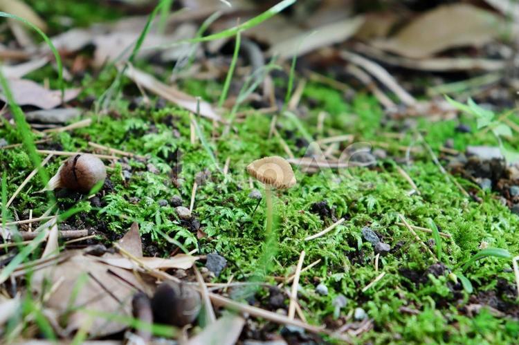 きのこ　キノコ　木の子　苔 きのこ,茸,苔の写真素材