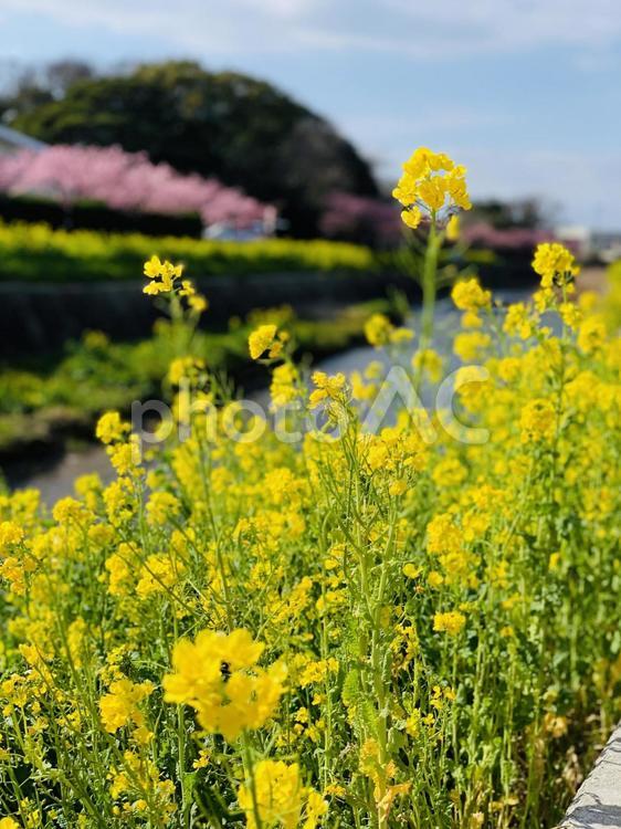 川沿いの菜の花 春,春イメージ,のどかの写真素材