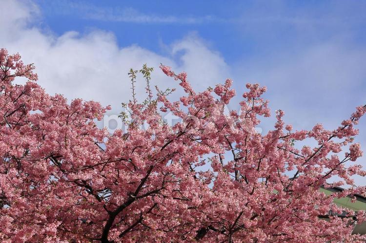 伊豆発祥の早咲き桜 河津桜,花,バラ科の植物の写真素材