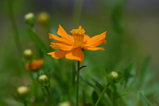 Yellow Cosmos, JPG Yellow Cosmos, JPG