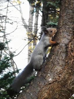 北海道に生息の可愛いエゾリス エゾリス,リス,栗鼠の写真素材