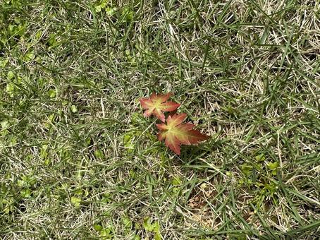 もみじ もみじ もみじ,紅葉,秋の写真素材