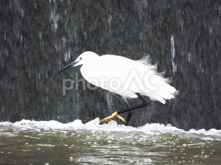 堰堤を歩くコサギ 鳥,野鳥,コサギの写真素材