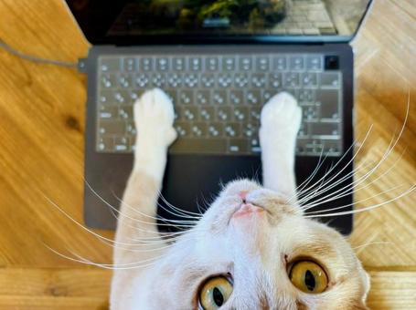 猫 パソコンねこ2 猫 パソコンねこ2 猫,パソコン,リモートワークの写真素材