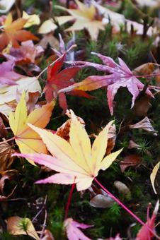 地面に落ちた紅葉したモミジ 紅葉,秋,秋のイメージの写真素材