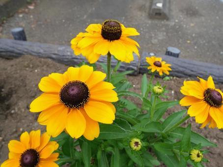 ルドベキア　 梅雨,初夏,自然の写真素材