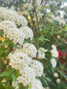 コデマリ 花,コデマリ,日の光の写真素材