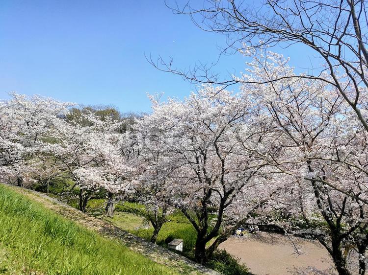 晴天と公園の桜並木 ピンク,花,桃色の写真素材