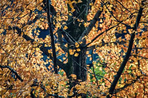 深まる秋、黄金色に輝くイチョウの葉 秋,紅葉,イチョウの写真素材