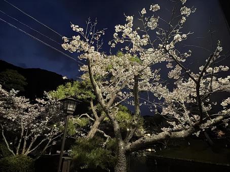 松と桜 松と桜 桜,松,植物の写真素材
