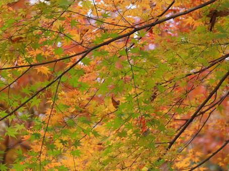 イロハモミジ イロハモミジ 紅葉,楓,葉の写真素材