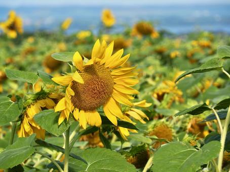 向日葵の花畑 向日葵の花畑の写真