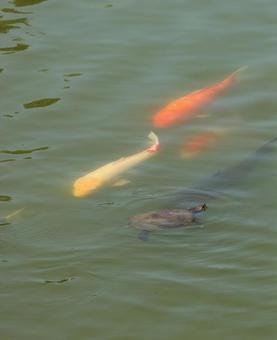 高田城のカメと鯉4 高田城のカメと鯉4の写真