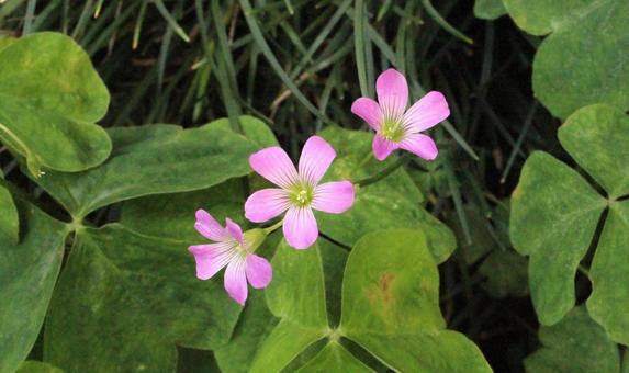 ムラサキカタバミ5 ムラサキカタバミ5 花,紫,ピンクの写真素材