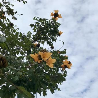 カエンボク (Okinawa)の写真