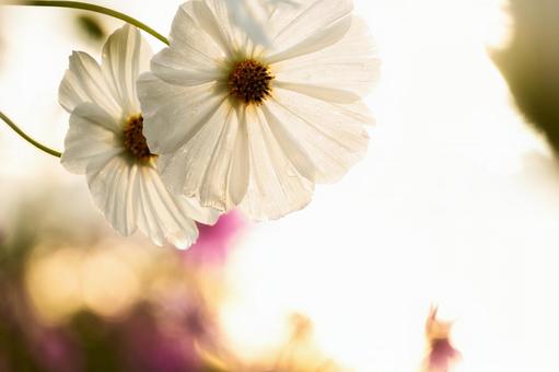 強い逆光に透けて輝く白いコスモス コスモス,秋桜,花の写真素材