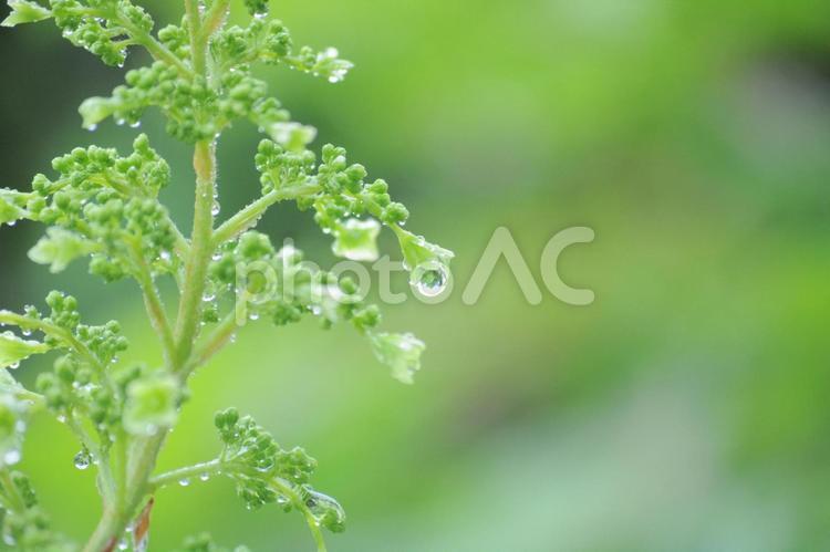 瑞々しい柏葉アジサイ 新緑,梅雨,みずみずしいの写真素材
