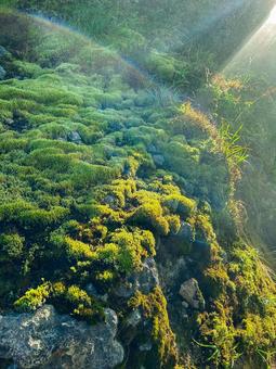 焼岳の苔 焼岳,北アルプス,長野の写真素材