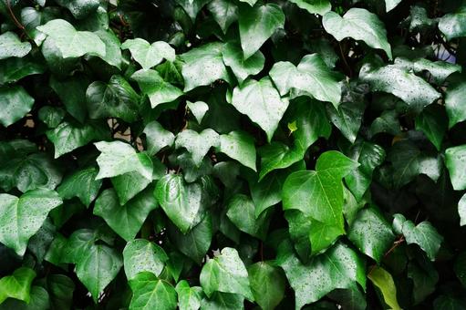 雨に濡れたアイビーのテクスチャ2 雨に濡れたアイビーのテクスチャ2 アイビー,ヘデラ,セイヨウキヅタの写真素材