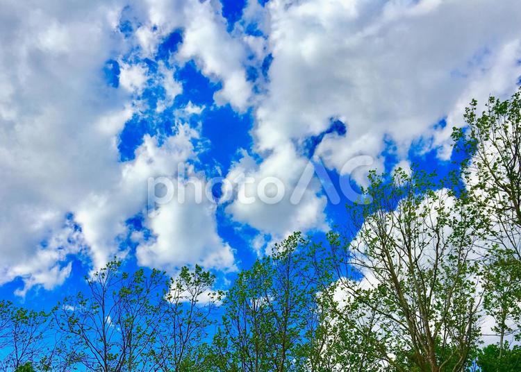 雲と空と木々 自然,晴れ,鮮やかの写真素材
