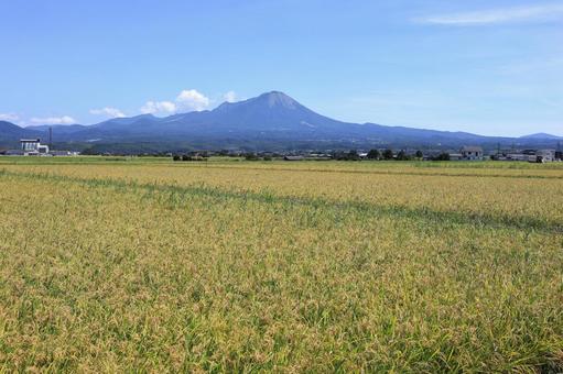 大山と稲穂 1 大山と稲穂 1 自然,山,田園風景の写真素材