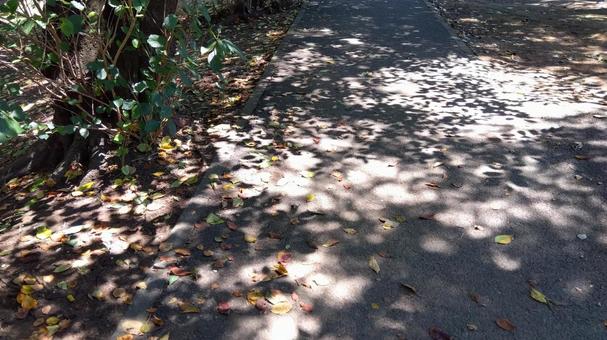 光と影 光と影 木漏れ日,木,木々の写真素材