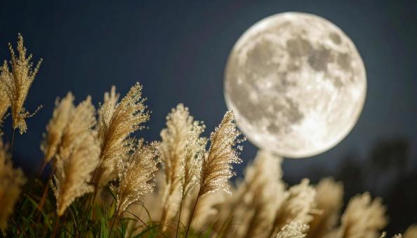 満月の夜のススキ 満月の夜のススキの写真